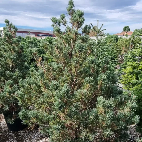 Pinus sylvestris 'Watereri' (Kompaktni rdeči bor)