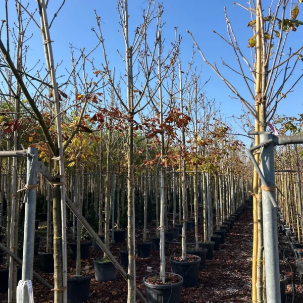 Aesculus hippocastanum 'Baumanii' (Divji kostanj)