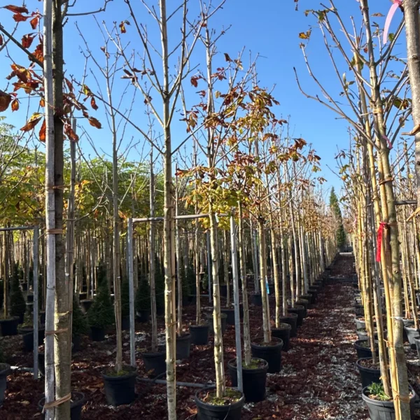 Aesculus hippocastanum 'Baumanii' (Divji kostanj)