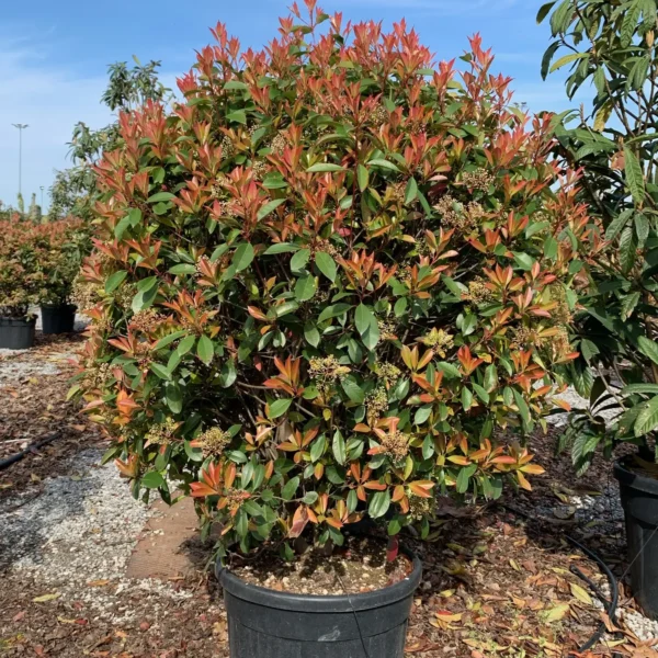 Photinia serrulata 'Red Robin' (Fotinija)