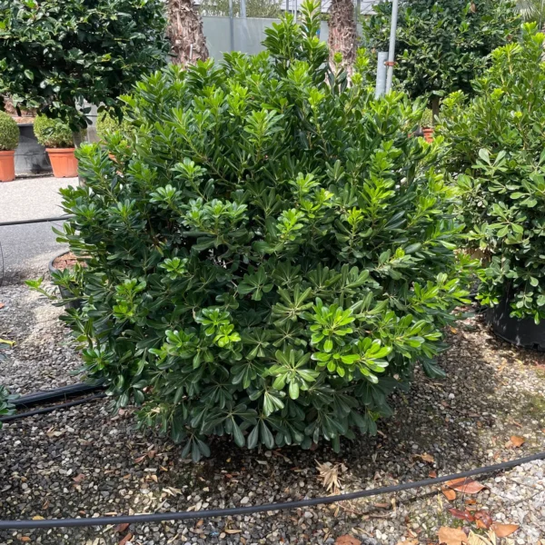 Pittosporum tobira (Pitospor)