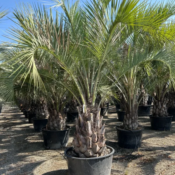 Butia capitata (Cocos australis)