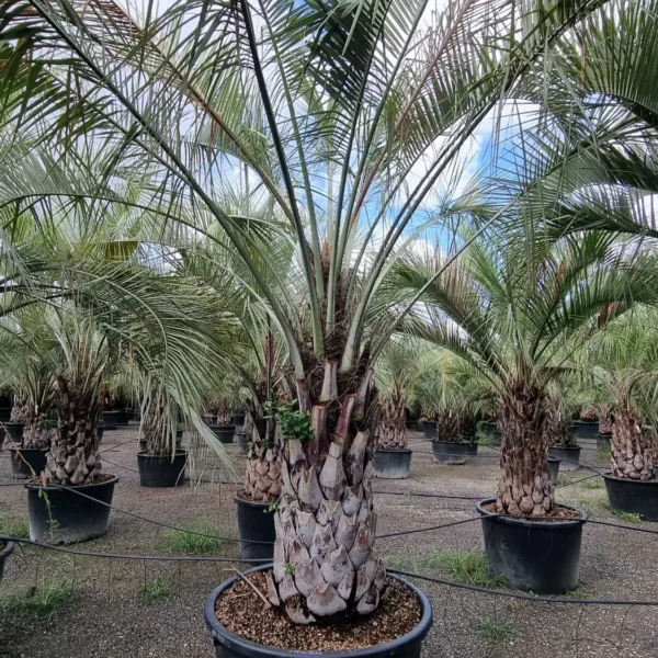 Butia capitata (Cocos australis)