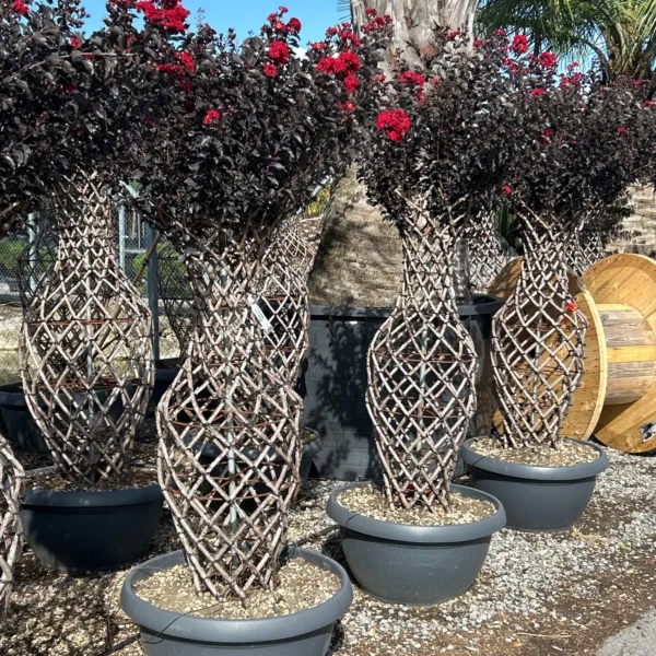 Lagerstroemia Black Diamond (R) 'Best Re)