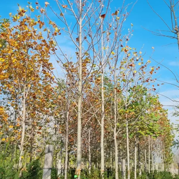 Liriodendron tulipifera (Tulipanovec)