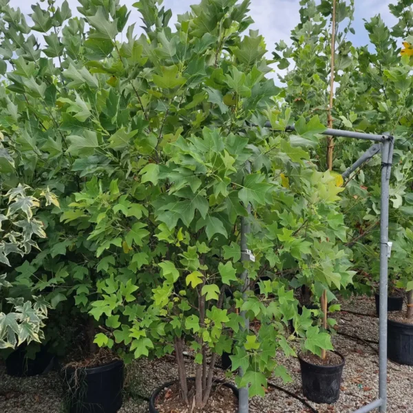 Liriodendron tulipifera (Tulipanovec)