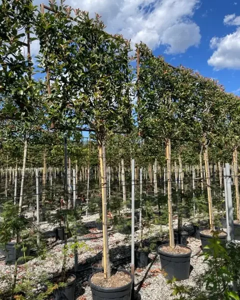 Photinia fr. 'Red Robin' (Fotinija BARIERA)