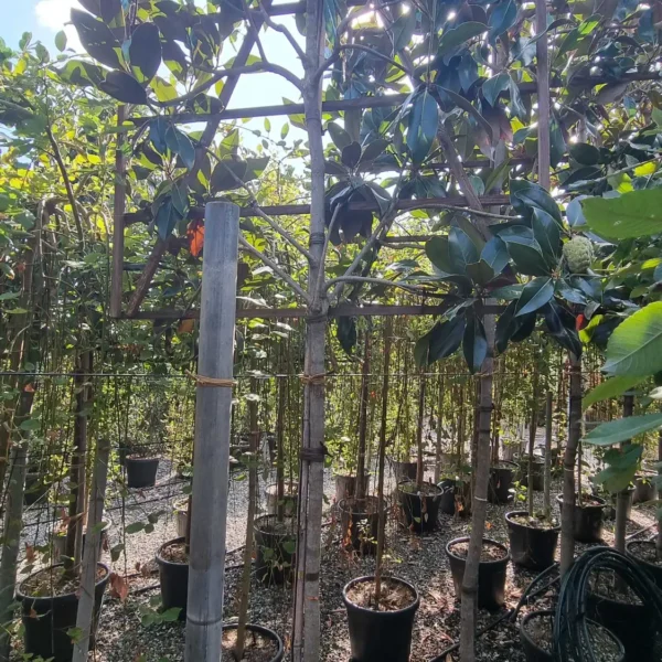 Magnolia grandiflora 'Gallisoniensis'  (Velecvetna magnolija na steblu)