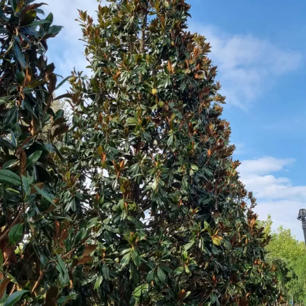 Magnolia grandiflora ‘Galissonniensis’ – EXTRA | limited availability (Velecvetna magnolija)