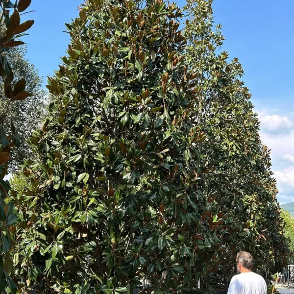 Magnolia grandiflora ‘Galissonniensis’ – EXTRA | limited availability (Velecvetna magnolija)