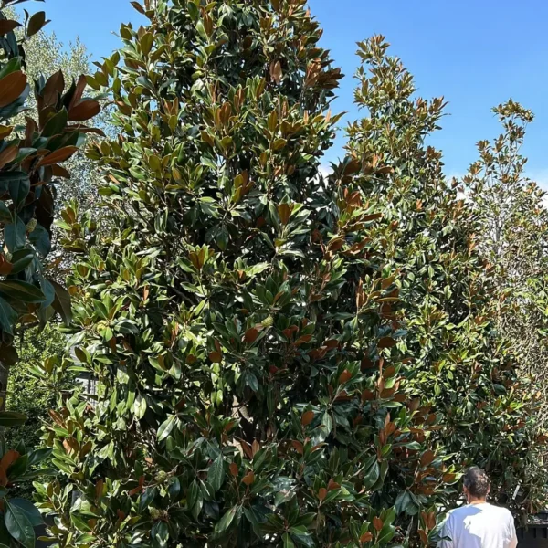 Magnolia grandiflora ‘Galissonniensis’ – EXTRA | limited availability (Velecvetna magnolija)