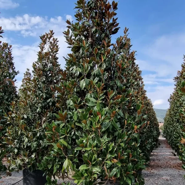 Magnolia grandiflora ‘Galissonniensis’ – EXTRA | limited availability (Velecvetna magnolija)