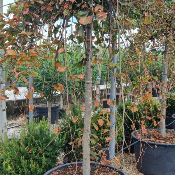 Fagus sylvatica 'Purpurea Pendula' (Rdečelist. povešava bukev)