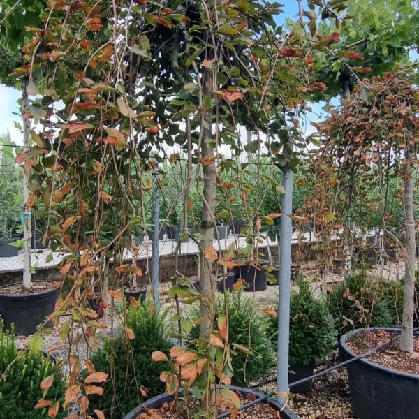Fagus sylvatica 'Purpurea Pendula' (Rdečelist. povešava bukev)