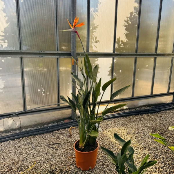 Strelitzia reginae (Kraljeva strelicija)
