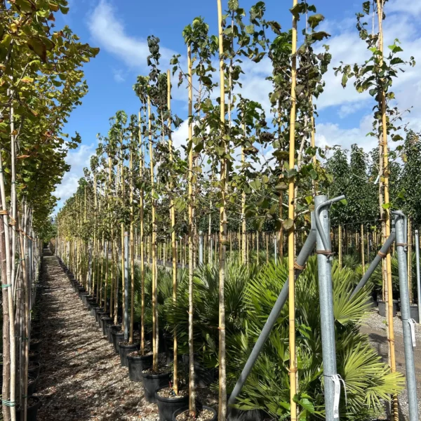 Corylus colurna (Turška leska)