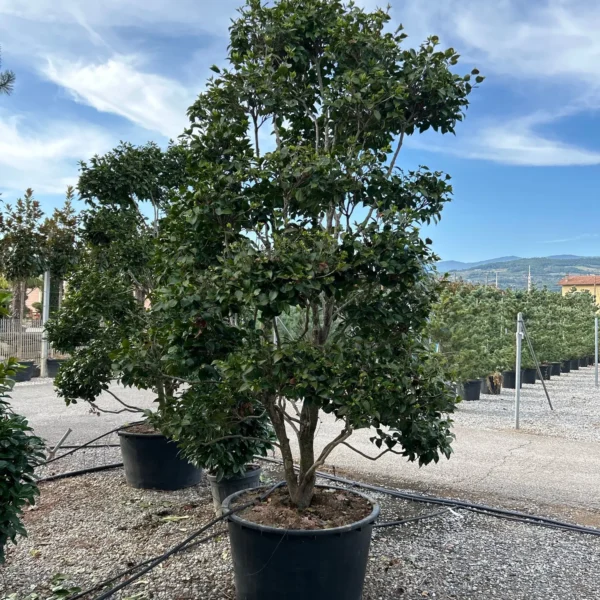 Camellia japonica ‘Rosso’ – EXTRA | kolekcijski soliter