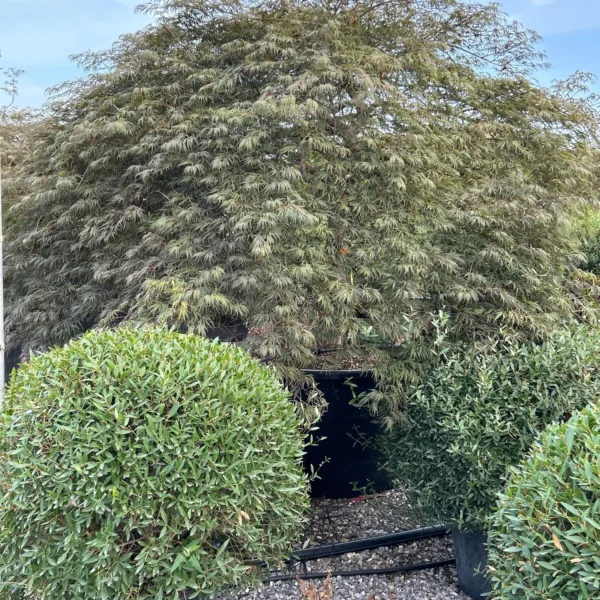 Acer palmatum dissectum 'Inaba Shidare'