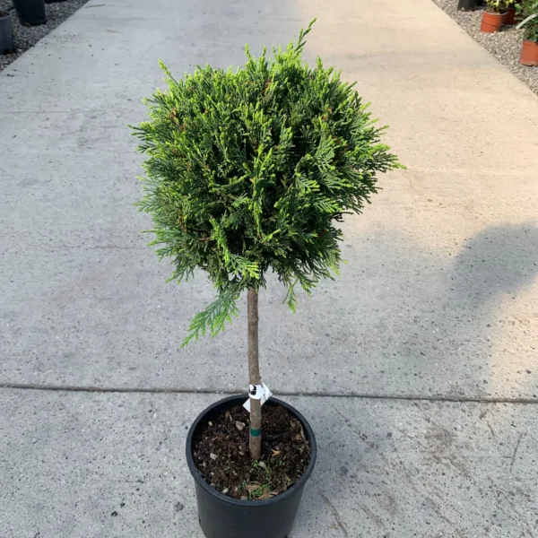 Cupressocyparis leylandii 'Castle Gold ' (Leylandova cipresa)