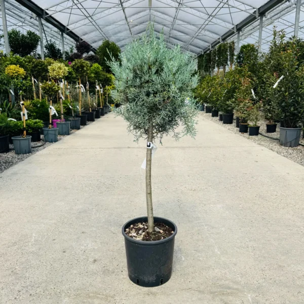 Cupressus arizonica 'Fastigiata' (Arizonska cipresa - POMPONS)