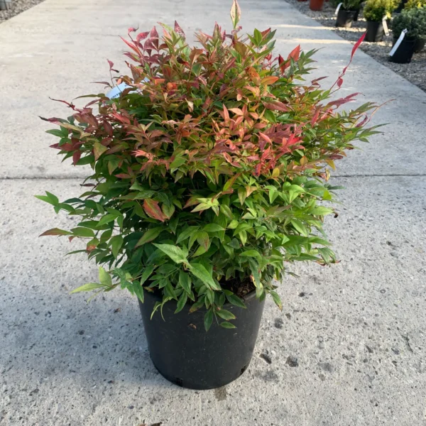 Nandina domestica 'Gulf Stream' (Nandina/Nebeški bambus)