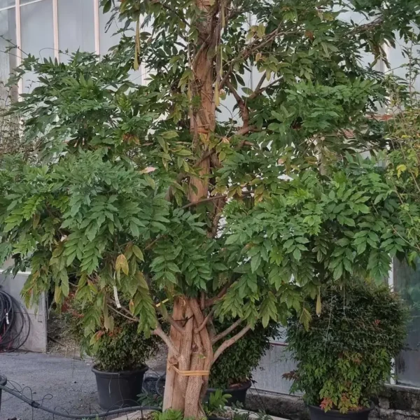 Wisteria sinensis 'Prolific' (Glicinija)