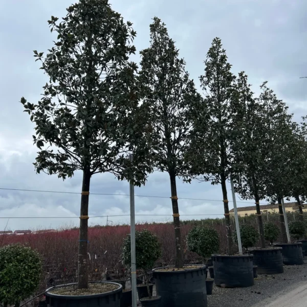 Magnolia grandiflora ‘Galissonniensis’ – EXTRA | limited availability (Velecvetna magnolija)
