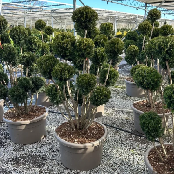 Taxus media 'Hillii' (Tisa brez plodov)