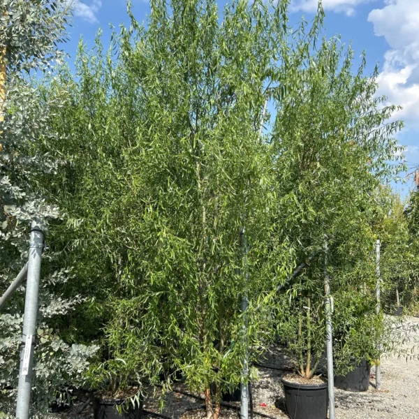 Salix matsudana 'Tortuosa' (Vibasta vrba)