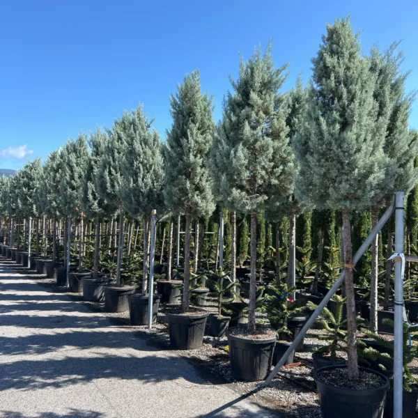 Cupressus arizonica 'Fastigiata' (Arizonska cipresa - POMPONS)
