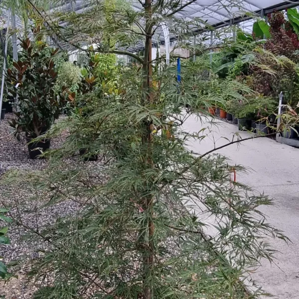 Acer palmatum dissectum 'Tamukeyama' (Japonski javor 'Tamukeyama')