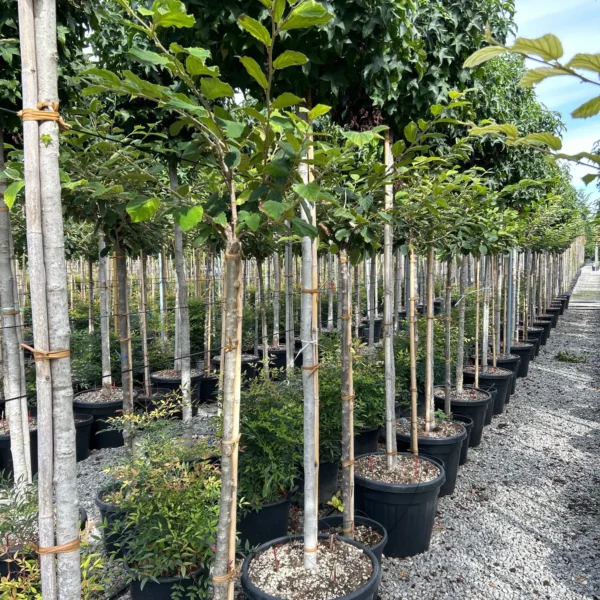 Hamamelis x intermedia (Nepozebnik)