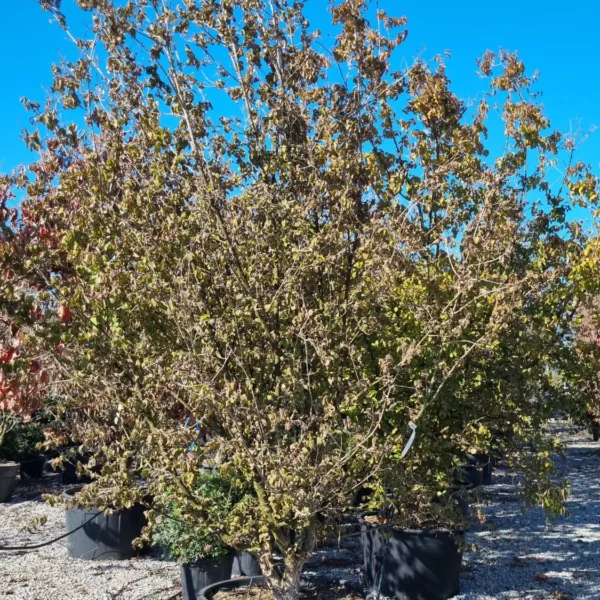 Cornus mas (Rumeni dren)