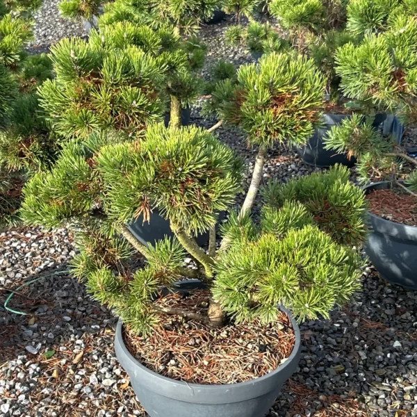 Pinus mugo 'Gnom' (Rušje)