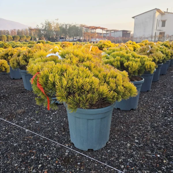 Pinus mugo 'Winter Gold' (Zlato rumeno rušje)