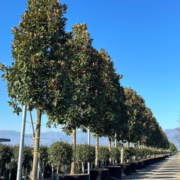 Magnolia grandiflora ‘Galissonniensis’ – EXTRA | limited availability (Velecvetna magnolija)