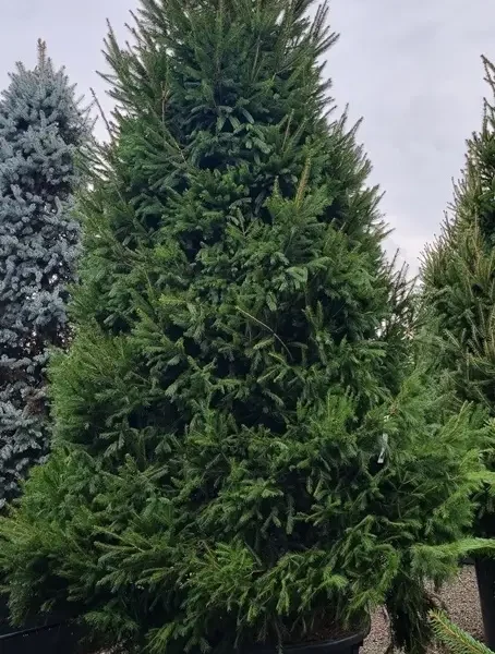 Picea abies (Navadna smreka)