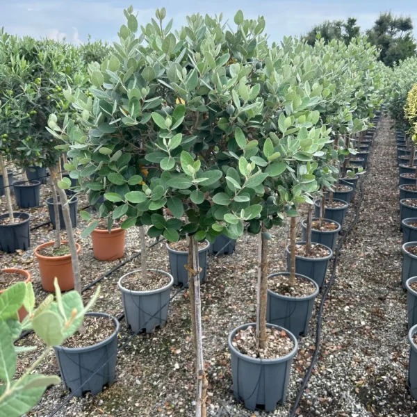 Feijoa sellowiana (Ananasova guava na steblu)