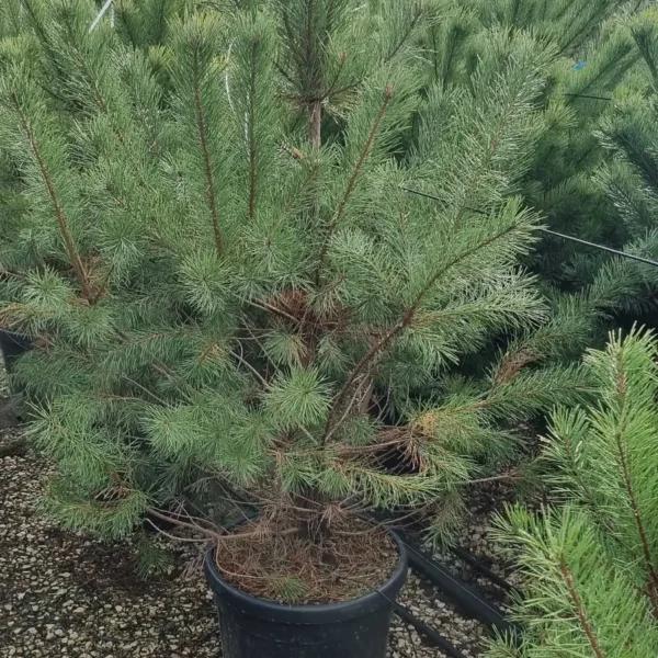 Pinus sylvestris (Rdeči bor)