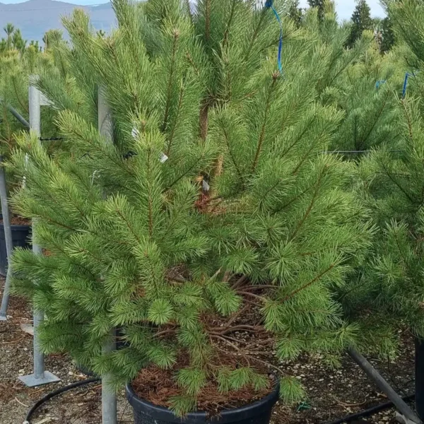 Pinus sylvestris (Rdeči bor)