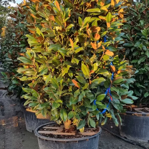Magnolia grandiflora ‘Galissonniensis’ – EXTRA | limited availability (Velecvetna magnolija)