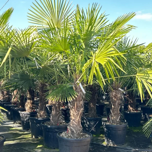 Trachycarpus fortunei (Palma - Visoka žumara)