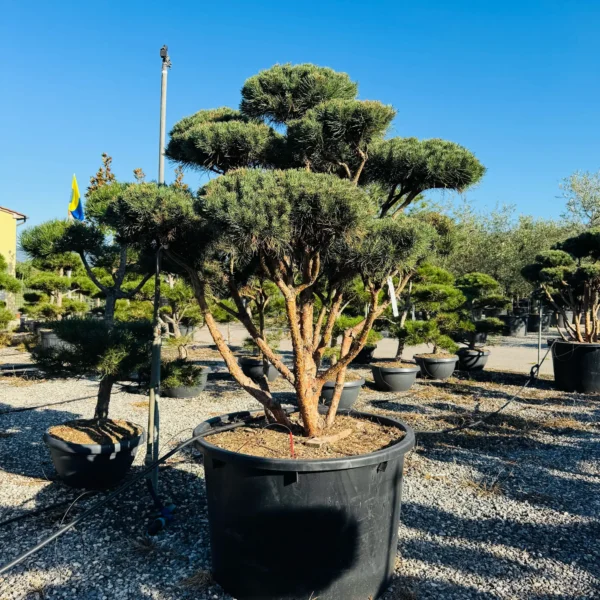 Pinus sylvestris 'Watereri' (Kompaktni rdeči bor)
