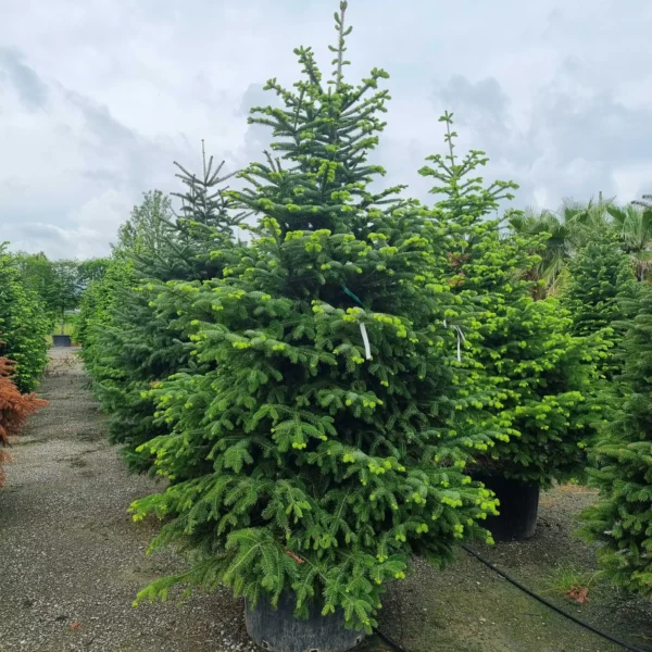 Abies nordmanniana (Kavkaška jelka)