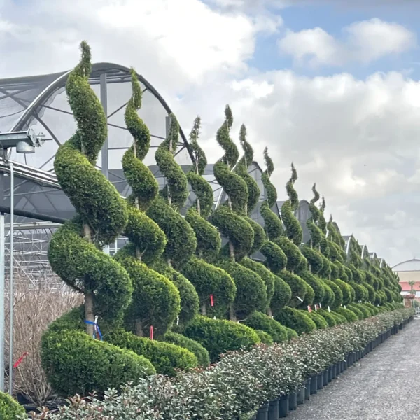 Cupressocyparis leylandii 'Castlew. Gold ' (Leylandova cipresa - SPIRAL)