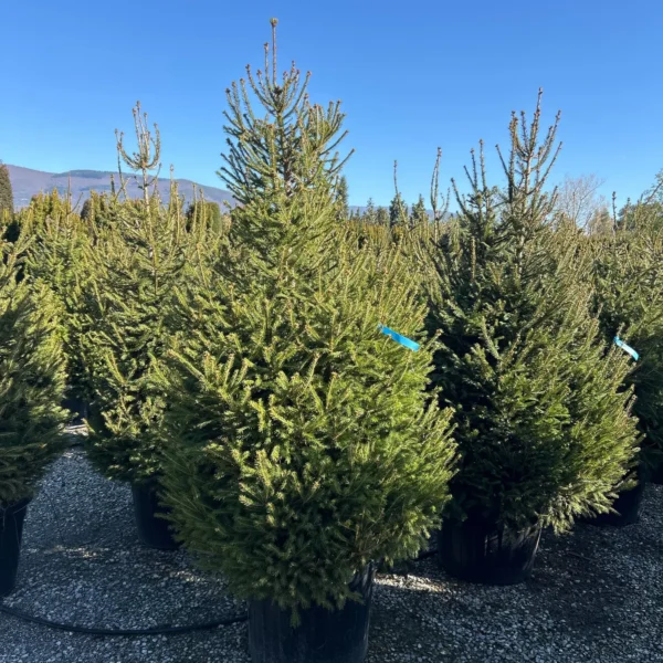 Picea abies (Navadna smreka)