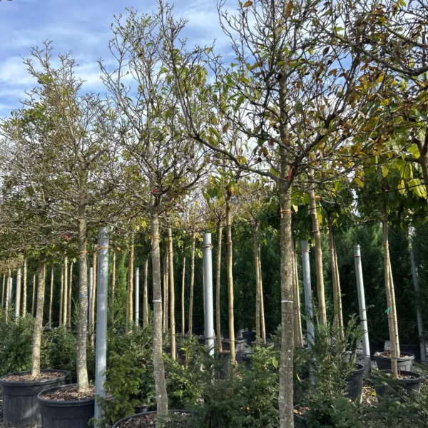 Magnolia 'Susan' (Sulanževa magnolija na steblu)