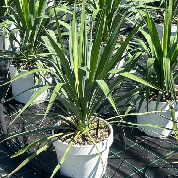 Yucca gloriosa (Bleščeča juka)