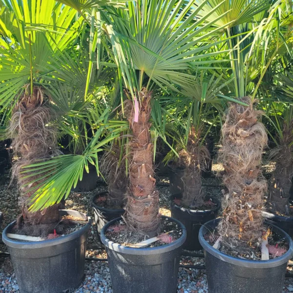 Trachycarpus fortunei (Palma - Visoka žumara)