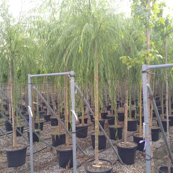 Salix babylonica (Vrba žalujka)